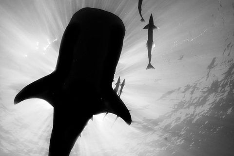 VIP Luxury Chartered Escapes, Exploring The Reef At Your Own Pace - Tourism Canberra 16
