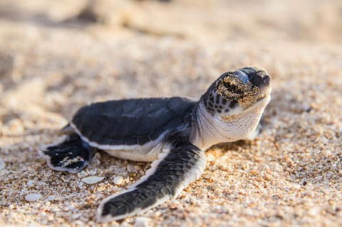 VIP Luxury Chartered Escapes, Exploring The Reef At Your Own Pace - Tourism Canberra 28