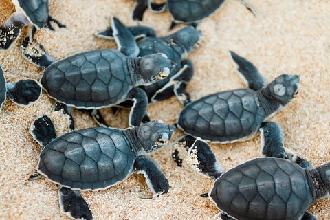 VIP Luxury Chartered Escapes, Exploring The Reef At Your Own Pace - Tourism Canberra 5