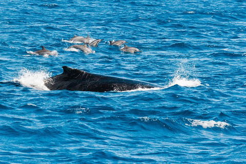 VIP Luxury Chartered Escapes, Exploring The Reef At Your Own Pace - Tourism Canberra 19