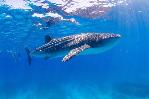 VIP Luxury Chartered Escapes, Exploring The Reef At Your Own Pace - Tourism Canberra 9