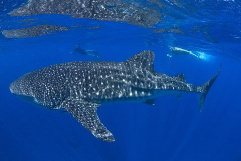 VIP Luxury Chartered Escapes, Exploring The Reef At Your Own Pace - Tourism Canberra 31