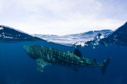 VIP Luxury Chartered Escapes, Exploring The Reef At Your Own Pace - Tourism Canberra 51