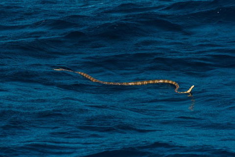 VIP Luxury Chartered Escapes, Exploring The Reef At Your Own Pace - Tourism Canberra 23