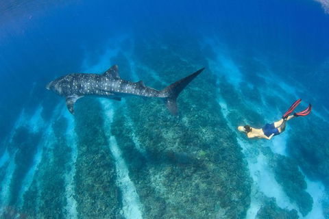 VIP Luxury Chartered Escapes, Exploring The Reef At Your Own Pace - Tourism Canberra 47