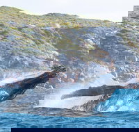 Jet Boat Whale Watching Safari from Dunsborough - Tourism Canberra