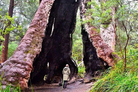 Albany Southwest Wilderness Day Tour - Fly From Perth - Tourism Canberra 7
