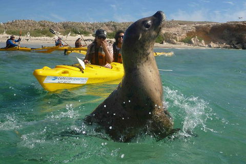 Penguin And Seal Island Kayak Tour - Tourism Canberra 0