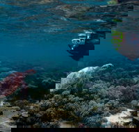 3 Night Ningaloo Reef Snorkel and Dive Getaway from Coral Bay - Tourism Canberra