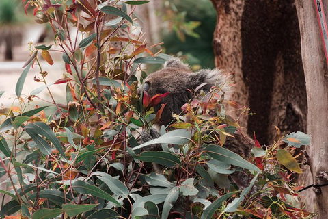 Yanchep & Lancelin - Wildlife, Cave And Sands - Tourism Canberra 5