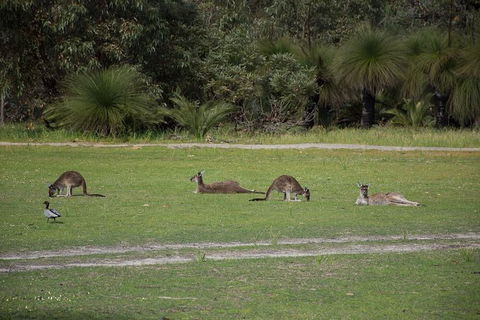 Yanchep & Lancelin - Wildlife, Cave And Sands - Tourism Canberra 8
