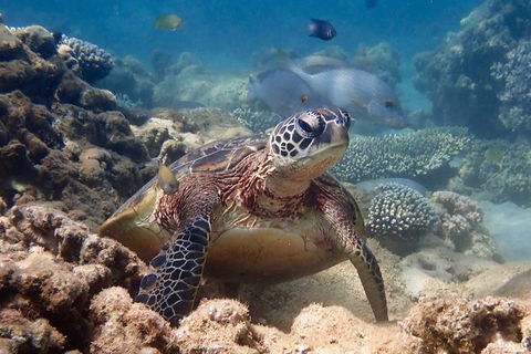 Turtle Tour - Ningaloo Reef Half Day Sea Kayak And Snorkel Tour - Tourism Canberra 4