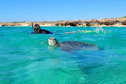 Turtle Tour - Ningaloo Reef Half Day Sea Kayak And Snorkel Tour - Tourism Canberra 2