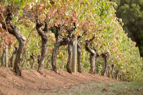 Vasse Felix Winery Tour And Tasting - Tourism Canberra 3