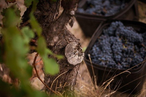 Vasse Felix Winery Tour And Tasting - Tourism Canberra 4