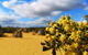 Pinnacles, Lancelin, Yanchep National Park Day Tour (Fish & Chip Lunch) - thumb 1