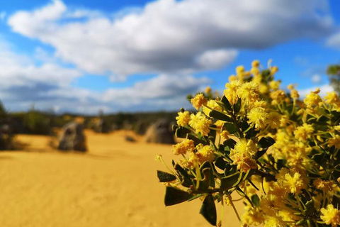 Pinnacles, Lancelin, Yanchep National Park Day Tour (Fish & Chip Lunch) - Tourism Canberra 1