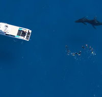 Humpback Whale Swim Ningaloo Reef - Tourism Canberra