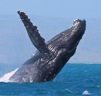 Sunset Cruise Wildlife Watching - Tourism Canberra