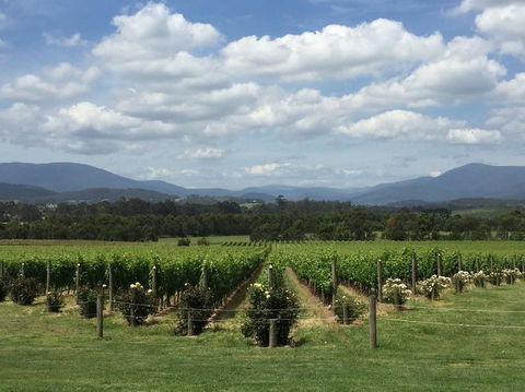 Yarra Valley Wine And Winery Tour From Melbourne - Tourism Canberra 5
