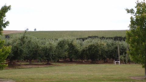 Yarra Valley Wine And Winery Tour From Melbourne - Tourism Canberra 7