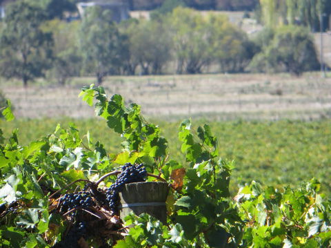 Yarra Valley Wine And Winery Tour From Melbourne - Tourism Canberra 8