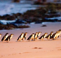 Phillip Island Penguin Parade Entry and Express Shuttle from Melbourne - Tourism Canberra