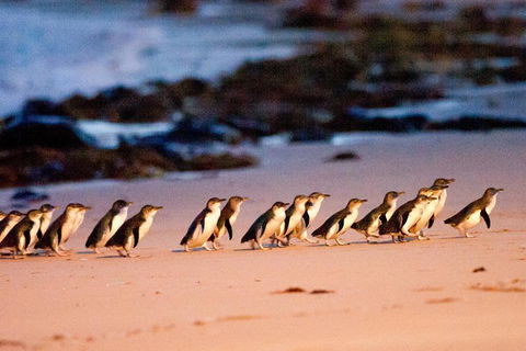 Phillip Island Penguin Parade Entry And Express Shuttle From Melbourne - Tourism Canberra 0