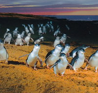Phillip Island Tour from Melbourne - Tourism Canberra