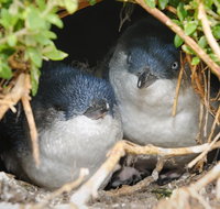 Phillip Island Penguin Parade Evening Tour - Tourism Canberra
