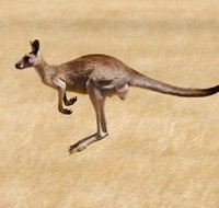 Koalas and Kangaroo in the Wild Tour from Melbourne - Tourism Canberra