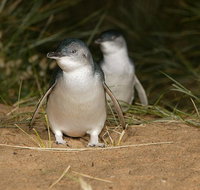 Express Expedition to Phillip Island Penguin Wildlife Encounter Evening Tour - Tourism Canberra