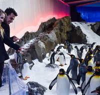 Penguin Passport at SEA LIFE Melbourne Aquarium - Tourism Canberra