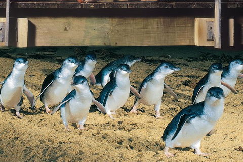 Half Day Phillip Island Penguin Parade PLUS Tour - Tourism Canberra 0