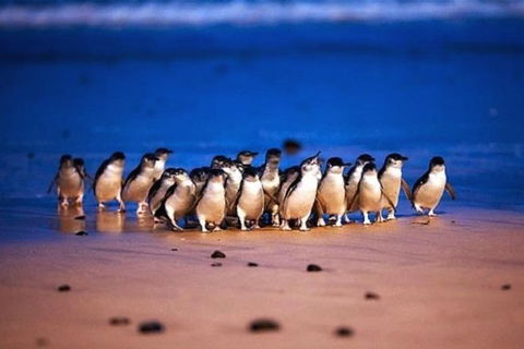 Half Day Phillip Island Penguin Parade PLUS Tour - Tourism Canberra 1