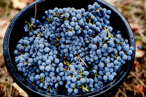 Half Day Yarra Valley Winery Day Trip From Melbourne - Tourism Canberra 4