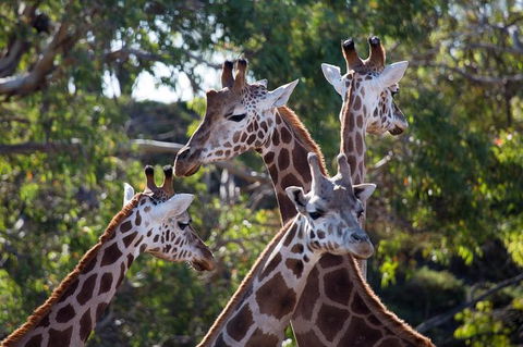 Werribee Open Range Zoo General Admission Ticket - Tourism Canberra 6
