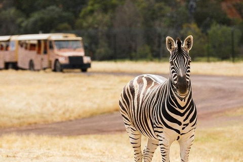 Werribee Open Range Zoo General Admission Ticket - Tourism Canberra 5