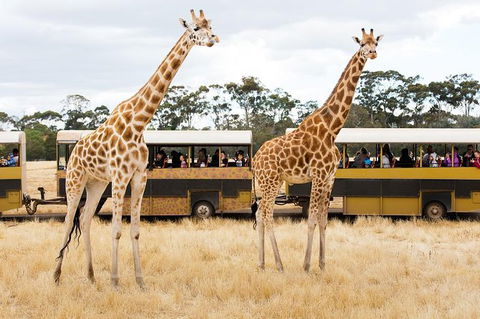 Werribee Open Range Zoo General Admission Ticket - Tourism Canberra 2