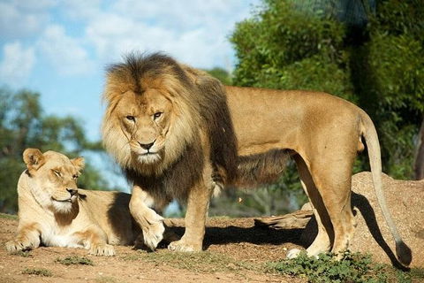 Werribee Open Range Zoo General Admission Ticket - Tourism Canberra 4