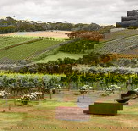 Montalto Vineyard Mornington Peninsula Discovery Wine Tasting and Lunch - Tourism Canberra
