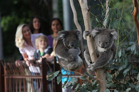 Australian Wildlife Tour At Melbourne Zoo - Tourism Canberra 0