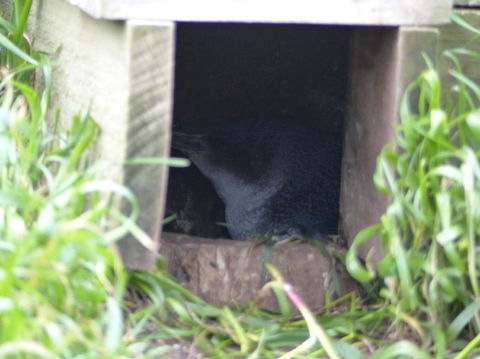 Phillip Island Penguin, Brighton Beach, Moonlit Sanctuary From Melbourne - Tourism Canberra 15