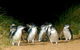 Phillip Island Penguin, Brighton Beach, Moonlit Sanctuary From Melbourne - thumb 0