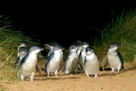 Phillip Island Penguin, Brighton Beach, Moonlit Sanctuary From Melbourne - Tourism Canberra 0