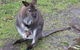 Phillip Island Penguin, Brighton Beach, Moonlit Sanctuary From Melbourne - thumb 7