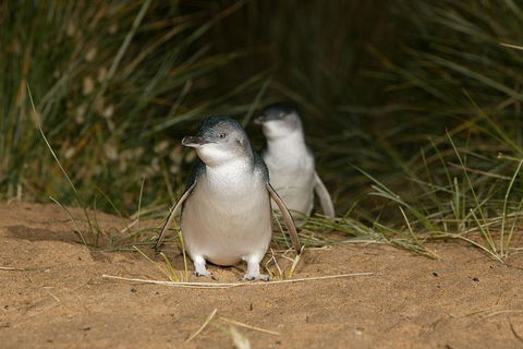 Phillip Island Penguin, Brighton Beach, Moonlit Sanctuary From Melbourne - Tourism Canberra 29