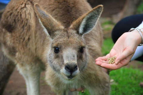 Phillip Island Penguin, Brighton Beach, Moonlit Sanctuary From Melbourne - Tourism Canberra 30
