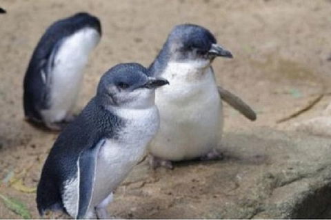 Phillip Island Tour Including Phillip Island Penguin Parade - Tourism Canberra 1