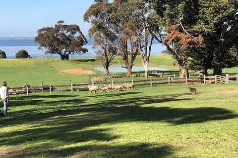 Phillip Island Tour Including Phillip Island Penguin Parade - Tourism Canberra 8